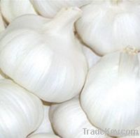 Chinese Fresh Pure White Garlic 2011 New Crop 5.5 CM