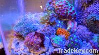 Live coral and Saltwater fish