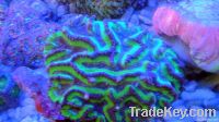 Live coral and Saltwater fish