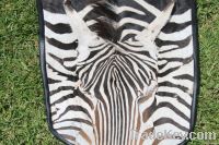 AFRICAN ZEBRA SKIN RUGS AT 10.3FT