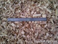 Eucalyptus wood chips