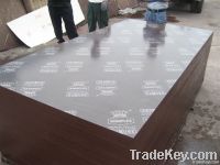 Brown film faced plywood