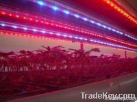 LED Grow lights