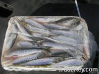 frozen sardine