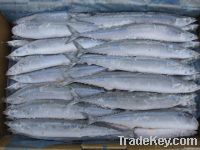 pacific saury, mackerel pike