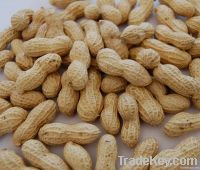 fresh peanut