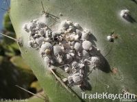 cochineal raw material