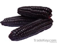 Purple corn