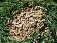 Wood Pellets ENplus A1 6mm 100% FSC