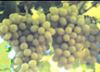 Thompson Seedless grapes