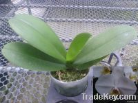 phalaenopsis seedling