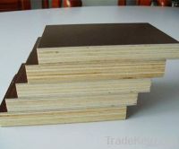 WBP  brown commercial plywood for construction