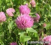 Red Clover Extract