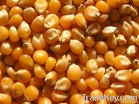 Maize | Maize Exporter | Corn Grain Seller | Maize Buyer | Bulk Maize Grain Importer | Corn bean Buyer | Corn bean Wholesaler | Corn Grain Manufacturer | Best Quality Corn Grain | Cheap Maize Supplier | Low Price Corn | Yellow Corn | White Cron | Baby Mai