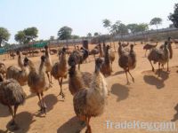 Emu Bird