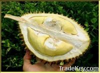 https://fr.tradekey.com/product_view/Fresh-Durian-3322183.html
