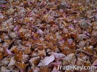 Conch Shells From Bahamas