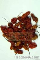 Bhut Jolokia