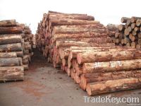 Radiata pine logs