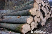 Oak fresh cut logs