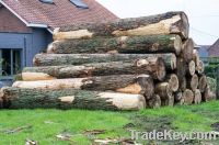 POPLAR fresh cut logs
