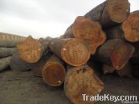 TALI fresh cut logs