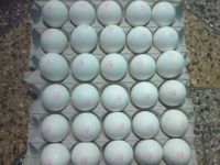 Fresh white shell Eggs