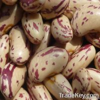 Light Speckled Kidney Beans, Long Shape