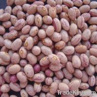 Light Speckled Kidney Beans, Huanan Round