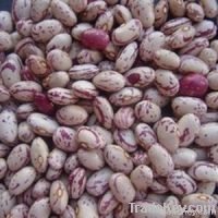 Light Speckled Kidney Beans, American Round