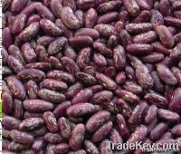 Purple Speckled Kidney Beans