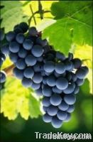 https://fr.tradekey.com/product_view/Fresh-Fruit-Grape-campbell-Early-Kyoho--2093353.html