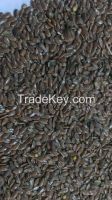 Offer oilseeds: flax seed, lineseed