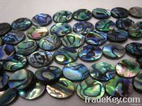 abalone shell bead/paua shell