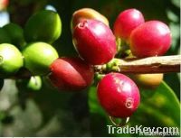 grano de cafe organico