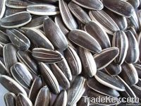 SUNFLOWER SEEDS 5009