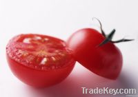 https://www.tradekey.com/product_view/100-Pure-Tomato-Paste-1887481.html