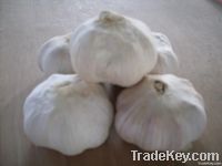 2011 crop china fresh garlic