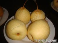 https://es.tradekey.com/product_view/2011-Chinese-Fresh-Ya-Pear-In-Season-1889736.html