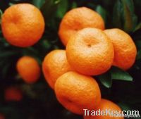 Mini Honey Mandarin Orange