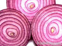 Red Organic Onion