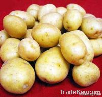 Fresh Irish Potatoes