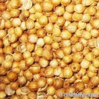 Coriander Seeds