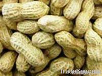 Organic Dried Groundnuts