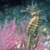 seahorse