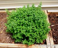 Fresh Oregano