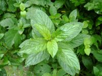 Peppermint Oil Ex Mentha Piperita