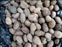 High Quality Shea Nuts