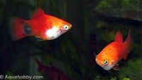 Platy(Xiphophorus maculatus)