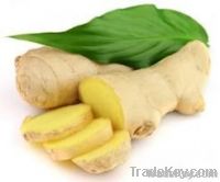 FRESH GINGER